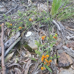 Pultenaea procumbens