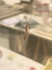 Ophion