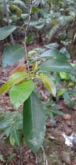 Croton verreauxii