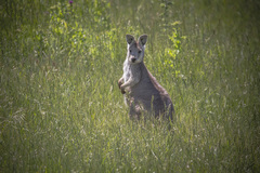 Osphranter robustus robustus