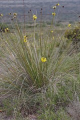 Bobartia orientalis