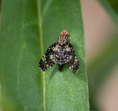 Austrotephritis fuscata