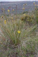 Bobartia orientalis