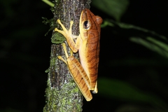 Boana multifasciata