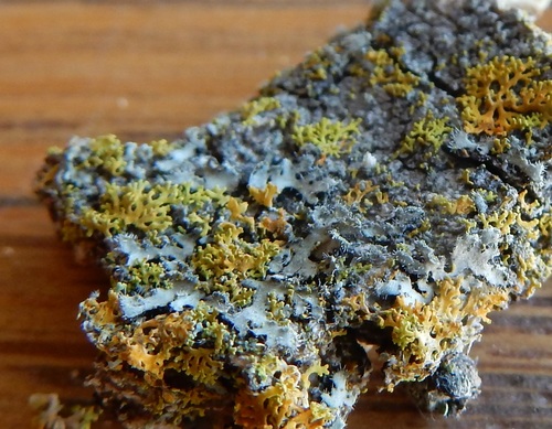 Phaeophyscia hirtella image