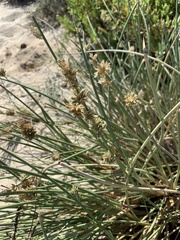 Cladoraphis cyperoides