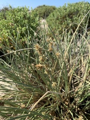 Cladoraphis cyperoides