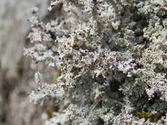 Stereocaulon dactylophyllum