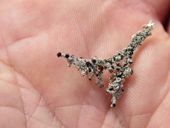 Stereocaulon dactylophyllum