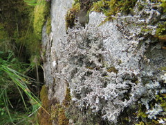 Stereocaulon dactylophyllum