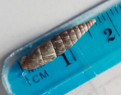 Macrogastra ventricosa