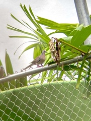 Streptopelia chinensis