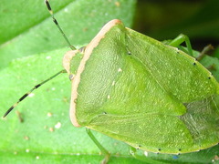 Nezara antennata