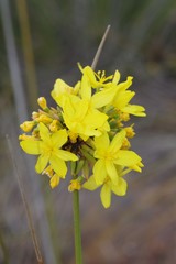 Bobartia orientalis