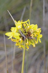 Bobartia orientalis