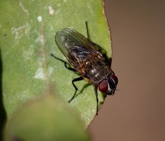 Polleniidae