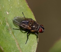 Polleniidae