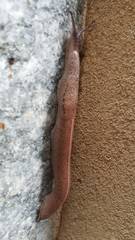 Tandonia rustica