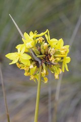 Bobartia orientalis