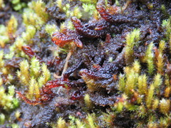 Scorpidium