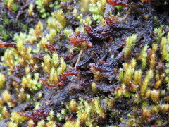 Scorpidium