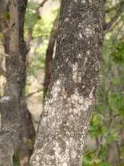Philenoptera violacea