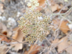 Pimpinella tragium