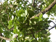 Philenoptera violacea