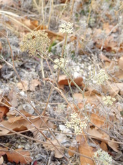 Pimpinella tragium
