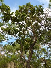 Philenoptera violacea