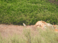 Lanius senator badius