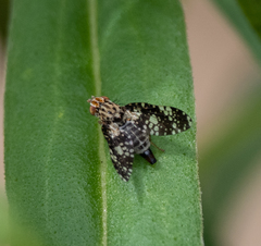 Austrotephritis fuscata