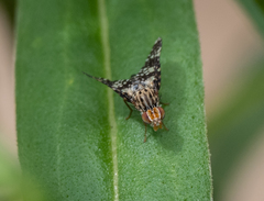 Austrotephritis fuscata