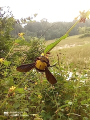 Xylocopa ruficornis