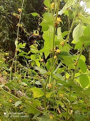Xylocopa ruficornis