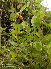 Xylocopa ruficornis