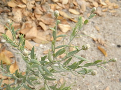 Leuzea repens