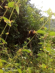 Xylocopa ruficornis