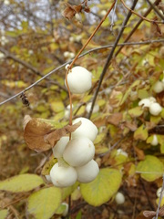 Symphoricarpos albus