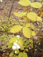 Symphoricarpos albus