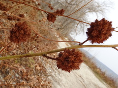 Glycyrrhiza echinata
