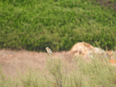 Lanius senator badius