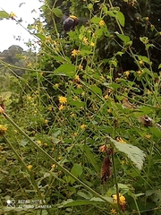 Xylocopa ruficornis