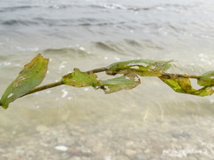 Potamogeton perfoliatus