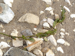 Potamogeton perfoliatus