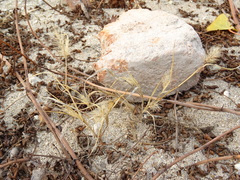 Setaria viridis