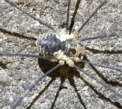 Oligolophus tienmushanensis