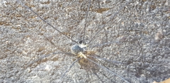 Oligolophus tienmushanensis