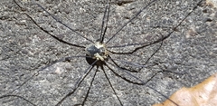 Oligolophus tienmushanensis