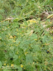 Xylocopa ruficornis